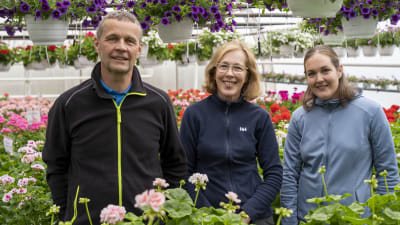 Växthus på Hagalandets handelsträdgård i Ingå. 