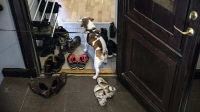 Hund tittar in i en lägenhet med en massa skor i tamburen.