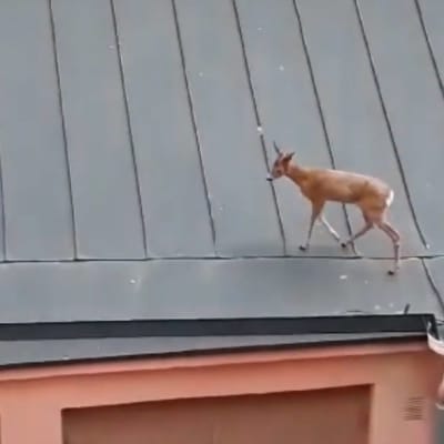 Ett hjortdjur på ett tak.