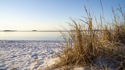 Grästuva, sandstrand och hav en gryende marsmorgon i Hangö.