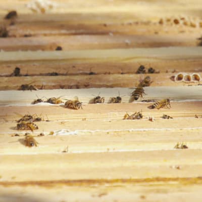 Apiarium med bin, det vill säga trälåda med flera ramar man kan lyfta upp. Bin krälar omkring på lådans yta.