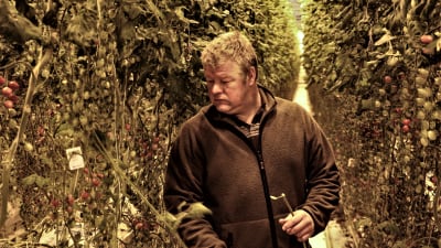 En man kontrollerar sina tomatplantor i ett växthus.