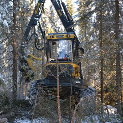 Monitoimikone kaataa puuta talvisessa metsässä.