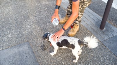 Man som häller en flaska vatten över sin hund på gatan för att svalka den. 