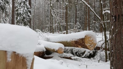 Träd som den statliga polska skogsstyrelsen fällt