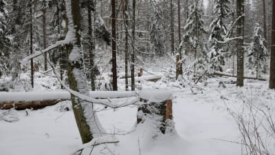 Regeringen vill fälla granar som drabbats av granbarkborre