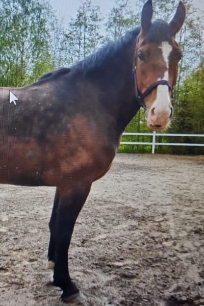 En häst i sidoprofil. Hästen är brun och tittar in i kameran med spetsade öron.