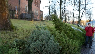 Julgransförsäljning vid Åbo domkyrka.