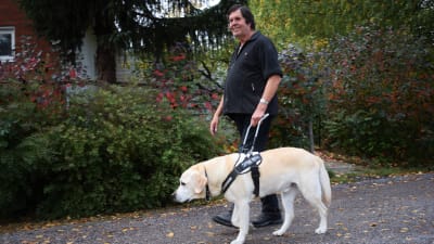 Kenneth Ekholm går med sin ledarhund, en ljus labrador, på en grusväg med gröna buskar i bakgrunden.