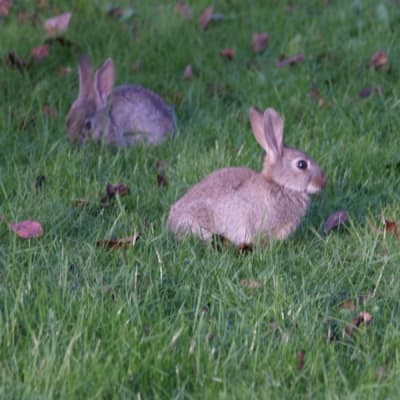 Kaniner på gräsmatta