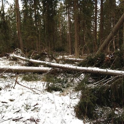 Oskari-myrsky kaatoi runsaasti puita.