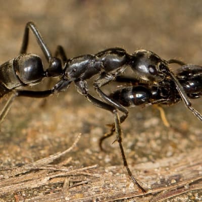Musta muurahainen kantaa toista suussaan. 