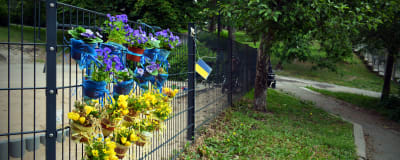 Vid ett staket har någon bundit fast gula och blåa blommor så att de skapar Ukrainas flagga.