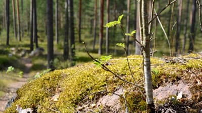 Mossig sten och träd i bakgrunden