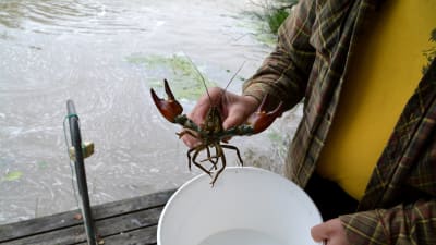 Kräfta.
