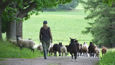Elisabeth Lundström leder sina får från en hage till en annan.