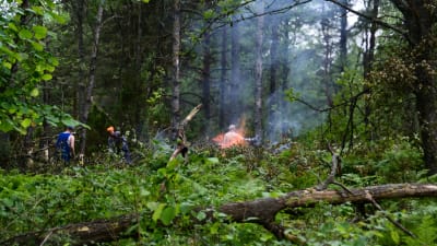 Flitiga lägerdeltagare i skogen i Tvärminne.