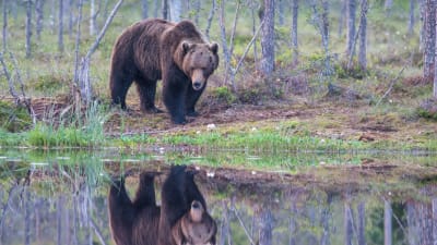 En brunbjörn står vid en skogstjärn och i tjärnen syns en spegelbild av björnen.
