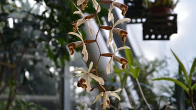 En orkidé