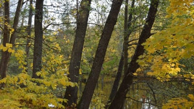 Träd i höstskrud intill vattendrag
