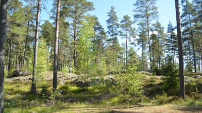 Raasepori Resort ska byggas upp vid Kvarnträsket, några km säder om Karis centrum.