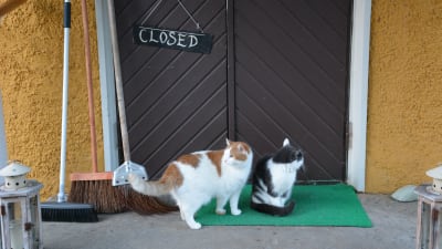 Pensionat Pangets ytterdörr med skylten "Closed". Två katter framför dörren.