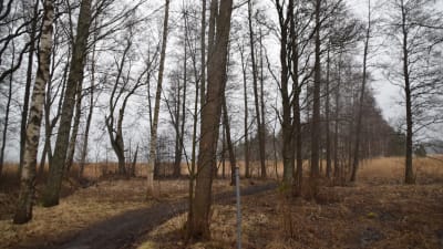 En väg går genom en träddunge på Lilludden i Ingå.