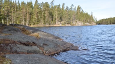 En sjö omgiven av skog. Långträsket i Västerby friluftsområde i Raseborg.
