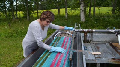 Arja Ek tvättar mattor i Söderkulla i Sibbo. 
