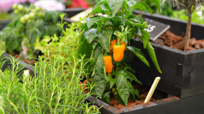 Orange liten paprika växer i en odlingslåda.