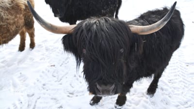 Highland cattle kviga.