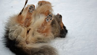 hund