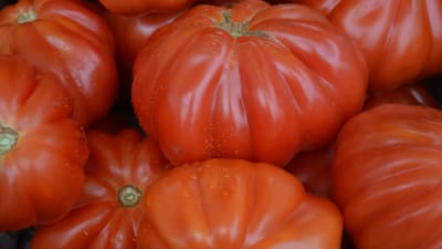 Tomater på skördemarknaden i Dalsbruk.