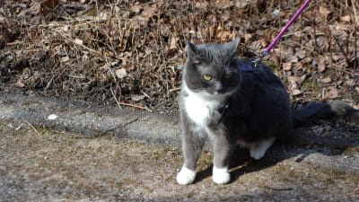 Eija Quinlans katt Zelda, som var bortsprungen i 3 år (11.04.16)