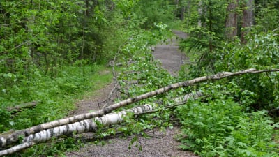 Omkullfallet träd på Svinö i Borgå