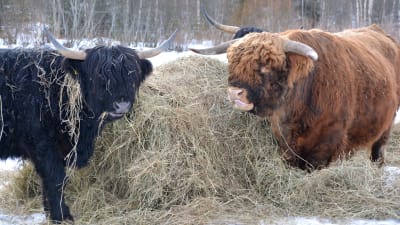 Highland cattle ko och tjur äter hö.