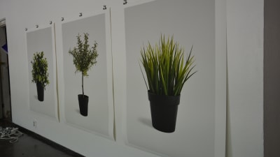 David Muths konstverk "Ikea plants (artificial) series". En trio av bilder på IKEAs plastblommor