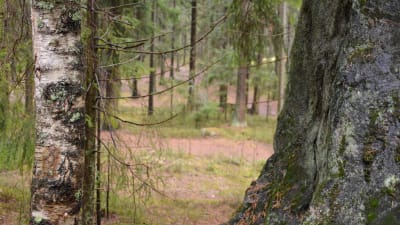 Hammars-gammelbacka-skogen i Borgå