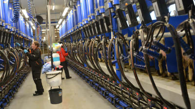 Mjölkning av getter på Ånäs gård