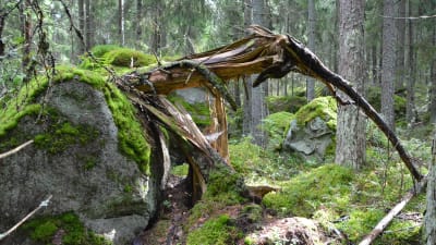 orörd gammal skog