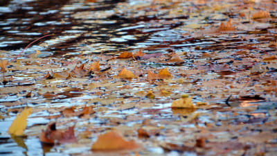 Höstiga löv flyter i vatten.