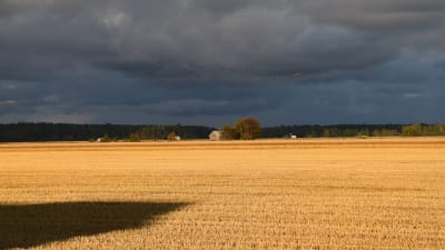 Söderfjärden i magiskt ljus. Möra åskmoln på himlen men ändå lyser solen över de gyllene åkrarna.