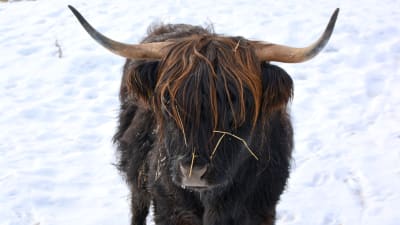 Highland cattle kviga.