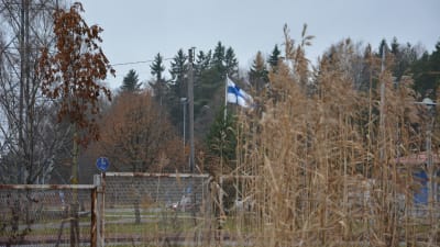 Finska flaggan syns i bakom en växt.