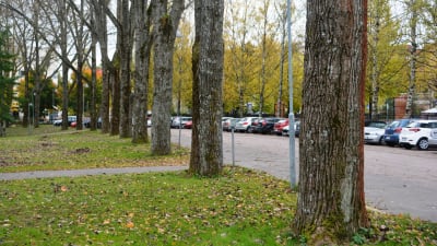 Träd vid parkeringsplats på Forsby sjukhusområde.