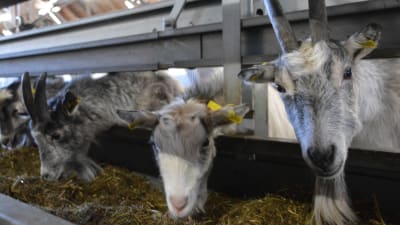 Getter på Ånäs gård