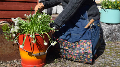 Del av en person som sitter på huk bredvid en röd hink med vita vårblommor, iklädd ett skyddsförkläde av återanvända jeans och regnrock.