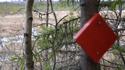 kurjenrahka nationalpark, savojärvi rundslinga