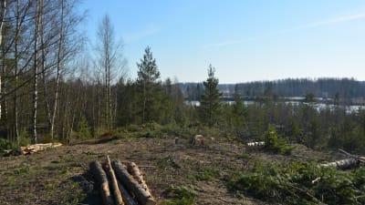 Trädavverkning vid Kråkö sandgrop