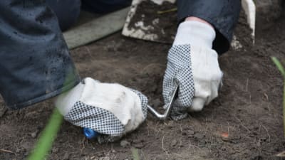En person gräver i marken under en arkeologisk utgrävning.